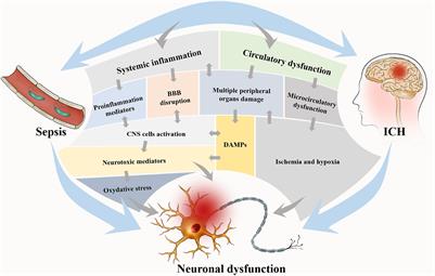Sepsis-Exacerbated Brain Dysfunction After Intracerebral Hemorrhage